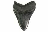 Fossil Megalodon Tooth - South Carolina #135927-2